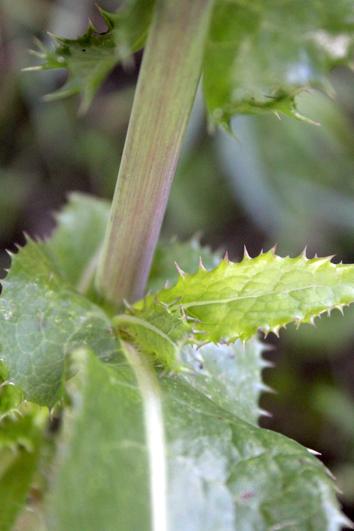 Purple stem section on wild lettuce
