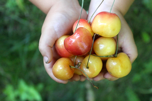 rainier cherries