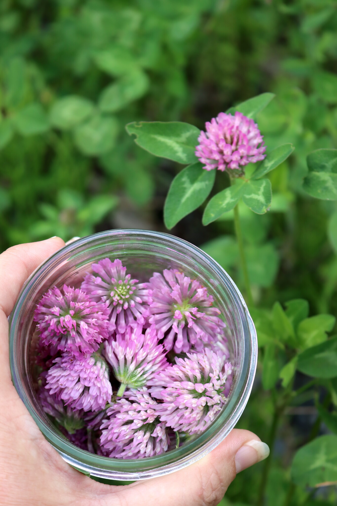 Red Clover Flowers