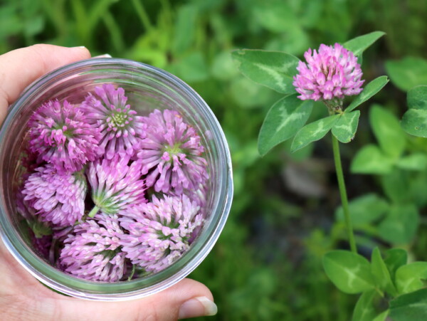 Red Clover Flowers