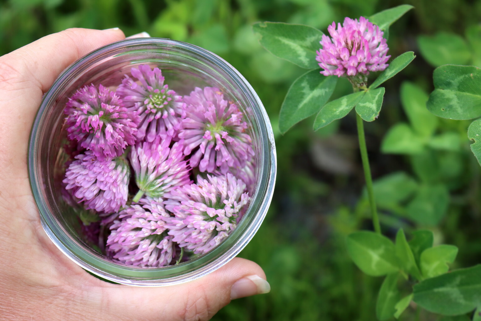 Red Clover Flowers
