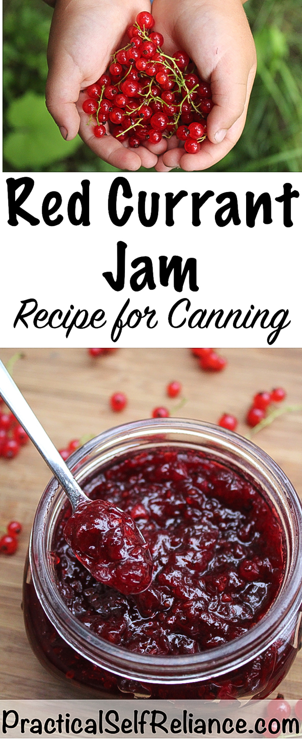 Red Currant Jam Recipe for Canning #redcurrant #recipe #jamrecipe #jam #canning #foodpreservation #homesteading #berryrecipe #berryjam #currants