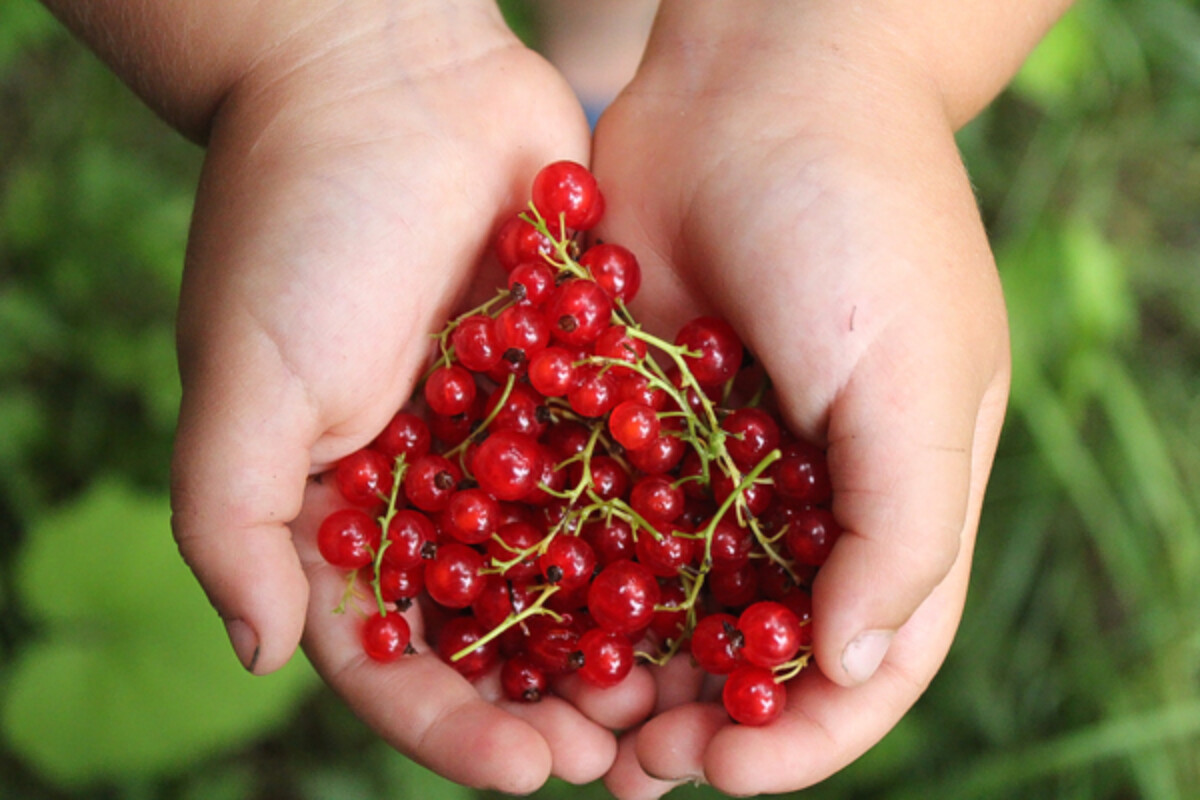 Red Currant harvest