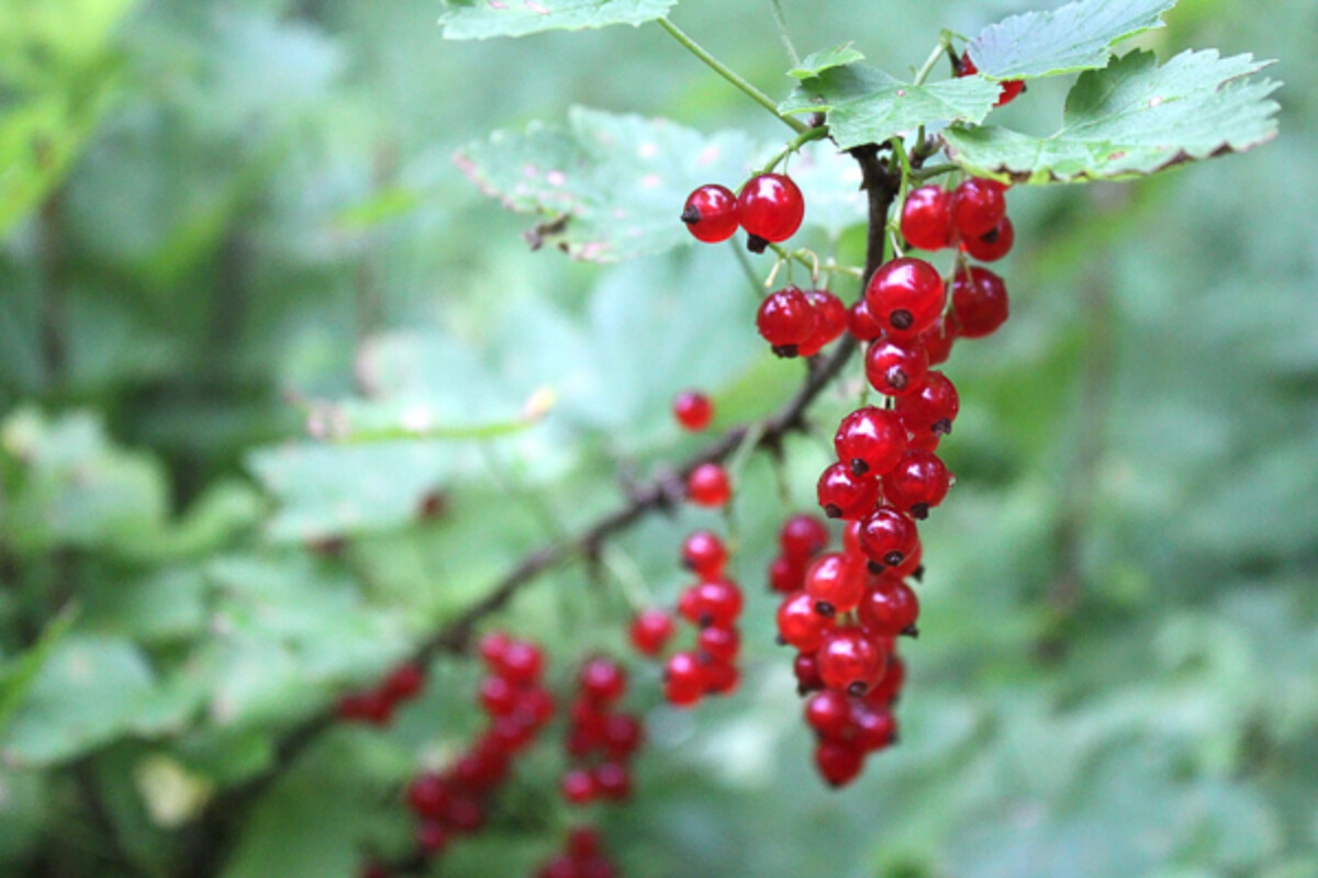 Red Currant Berries