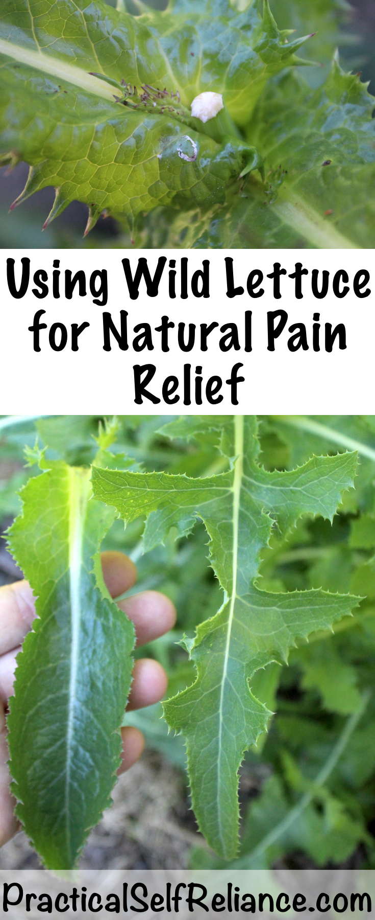 Using Wild Lettuce for Natural Pain Relief