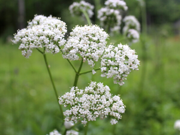 Valerian Flower Cluster