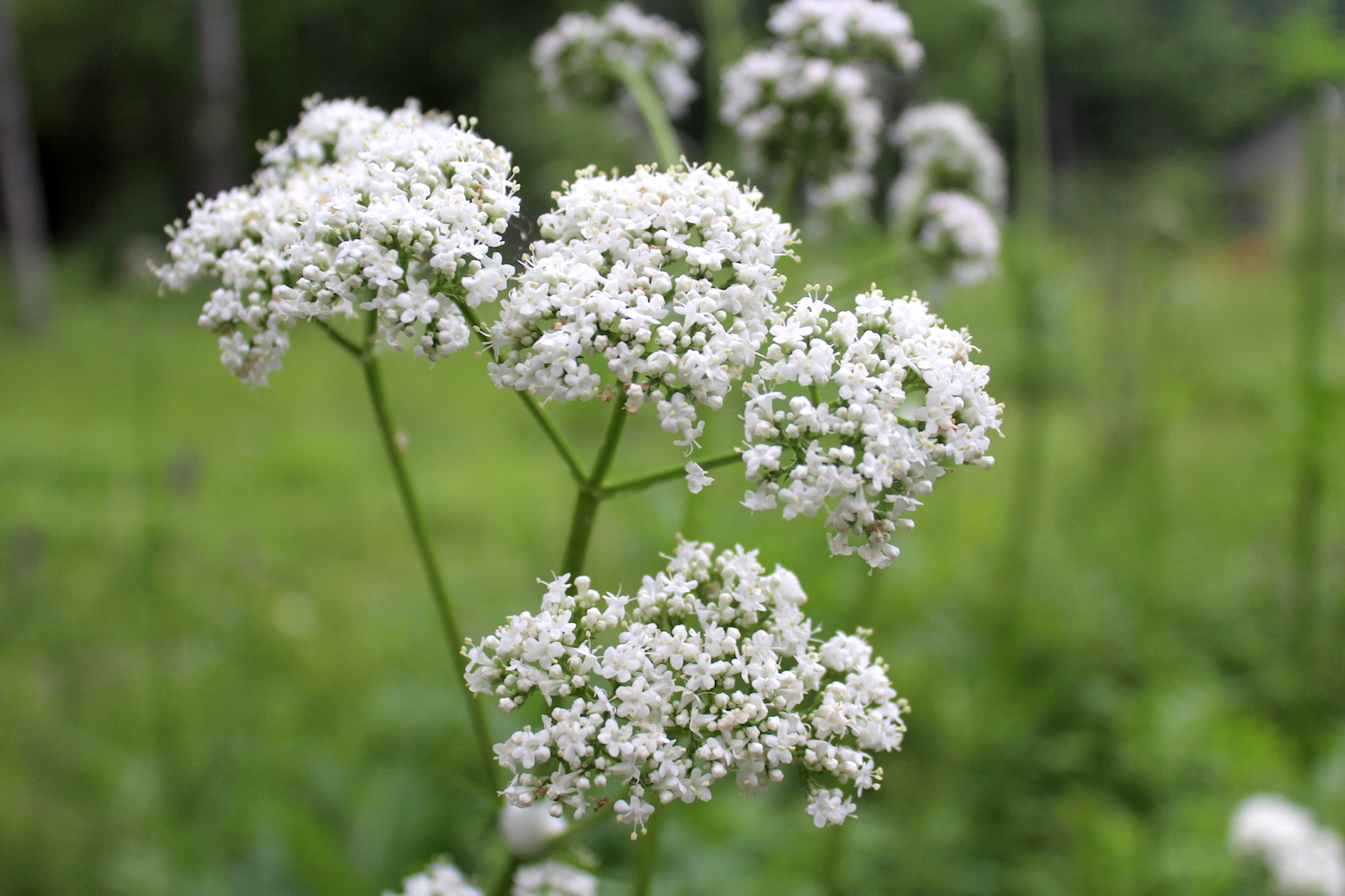 Valerian Flower Cluster