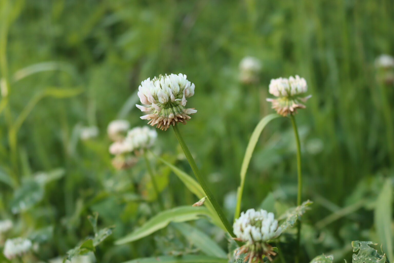 White Clover