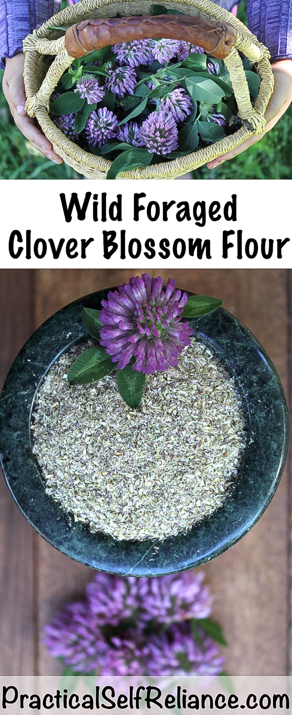How to Make Flour from Clover Blossoms ~ Wild Foraged Flour Substitutes #foraged #clover #redclover #forage #wildfood #wildcrafting #selfsufficiency #survival #homesteading