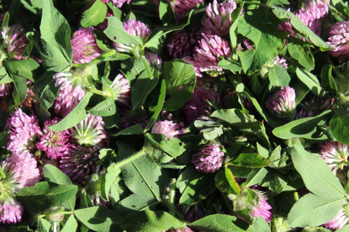Drying Clover Blossoms