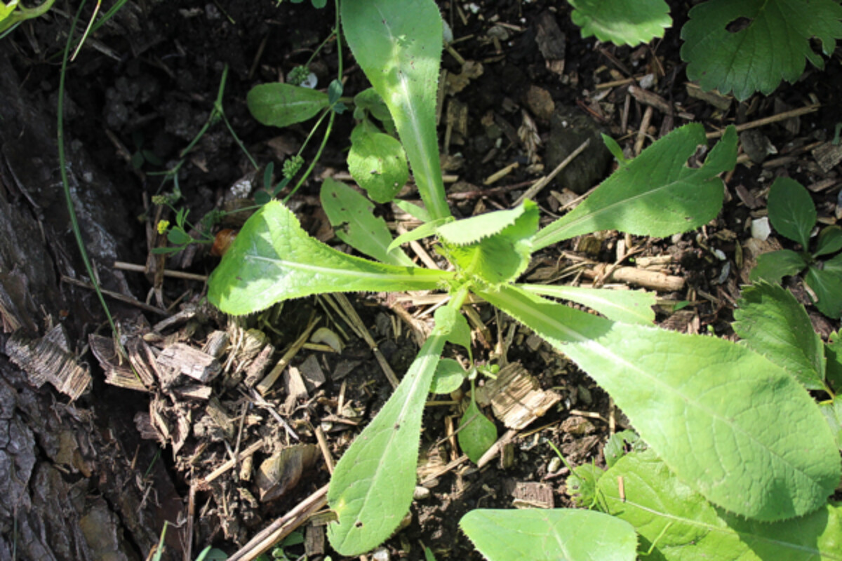 Wild Lettuce Seedling