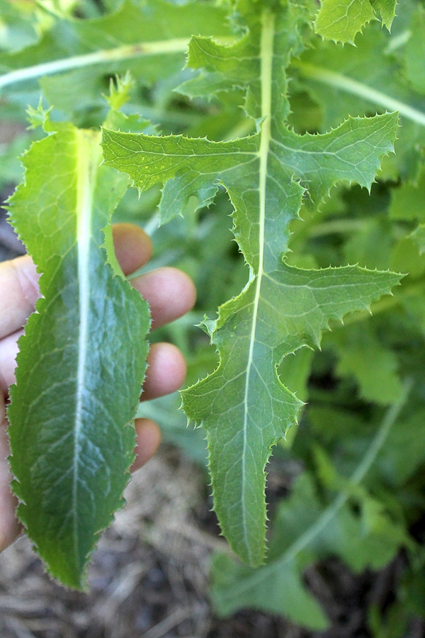Identifying Wild Lettuce
