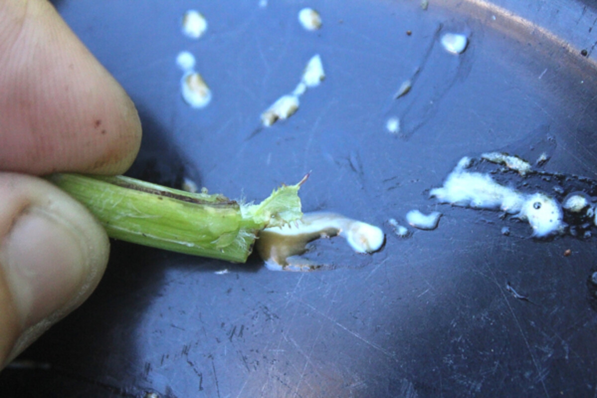 Harvesting wild lettuce sap