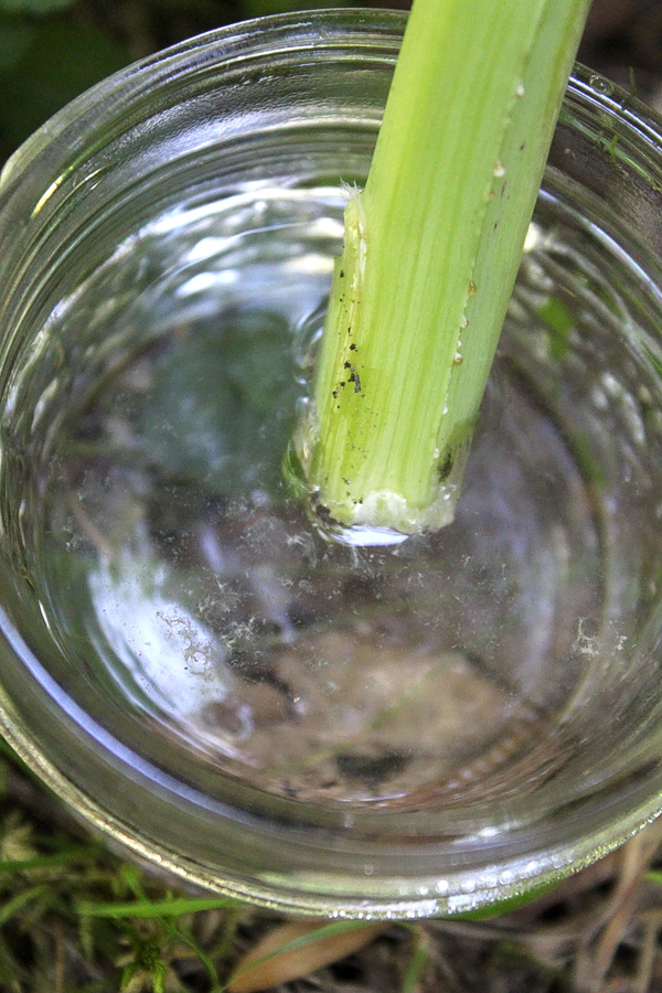 Making Wild Lettuce Tincture