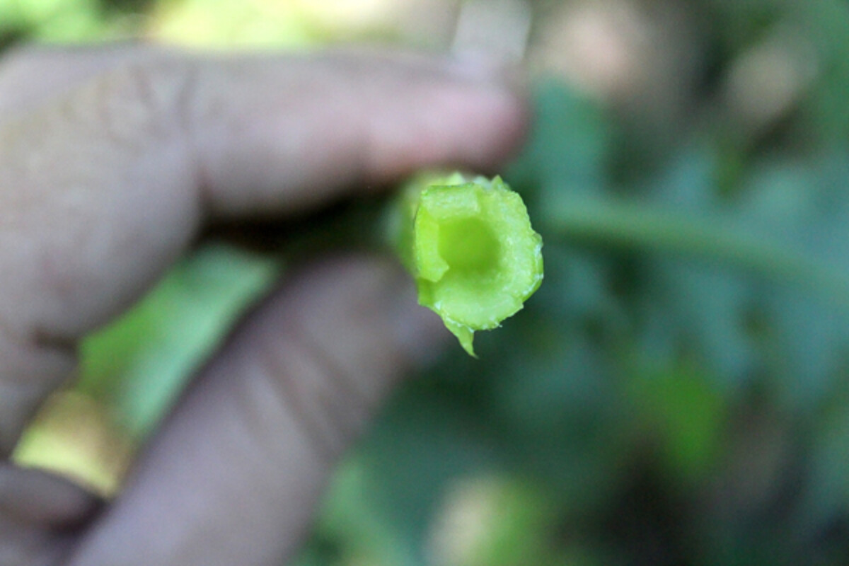 harvesting wild lettuce