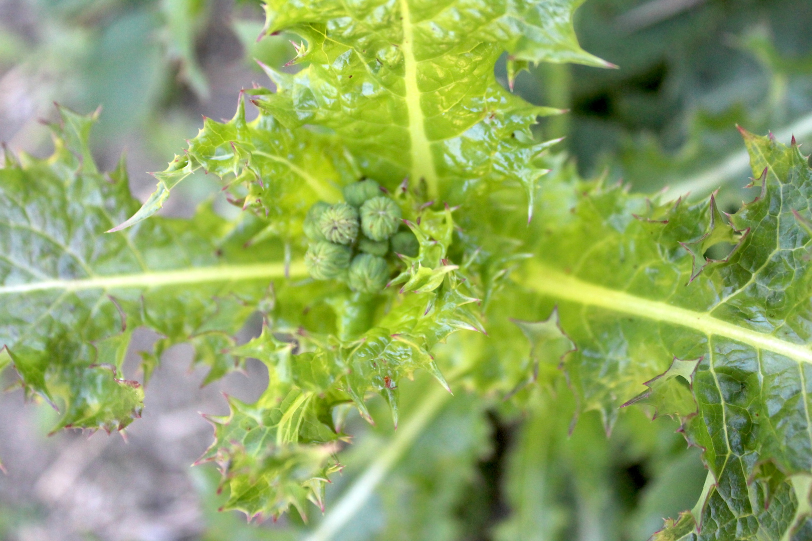 Using Wild Lettuce for Natural Pain Relief