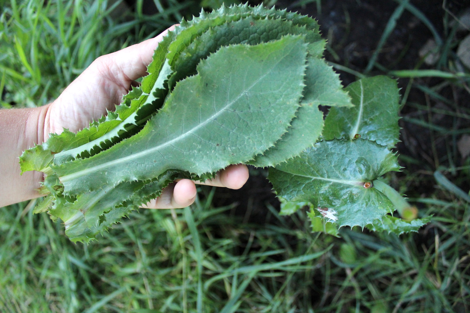 Wild Lettuce Leaves