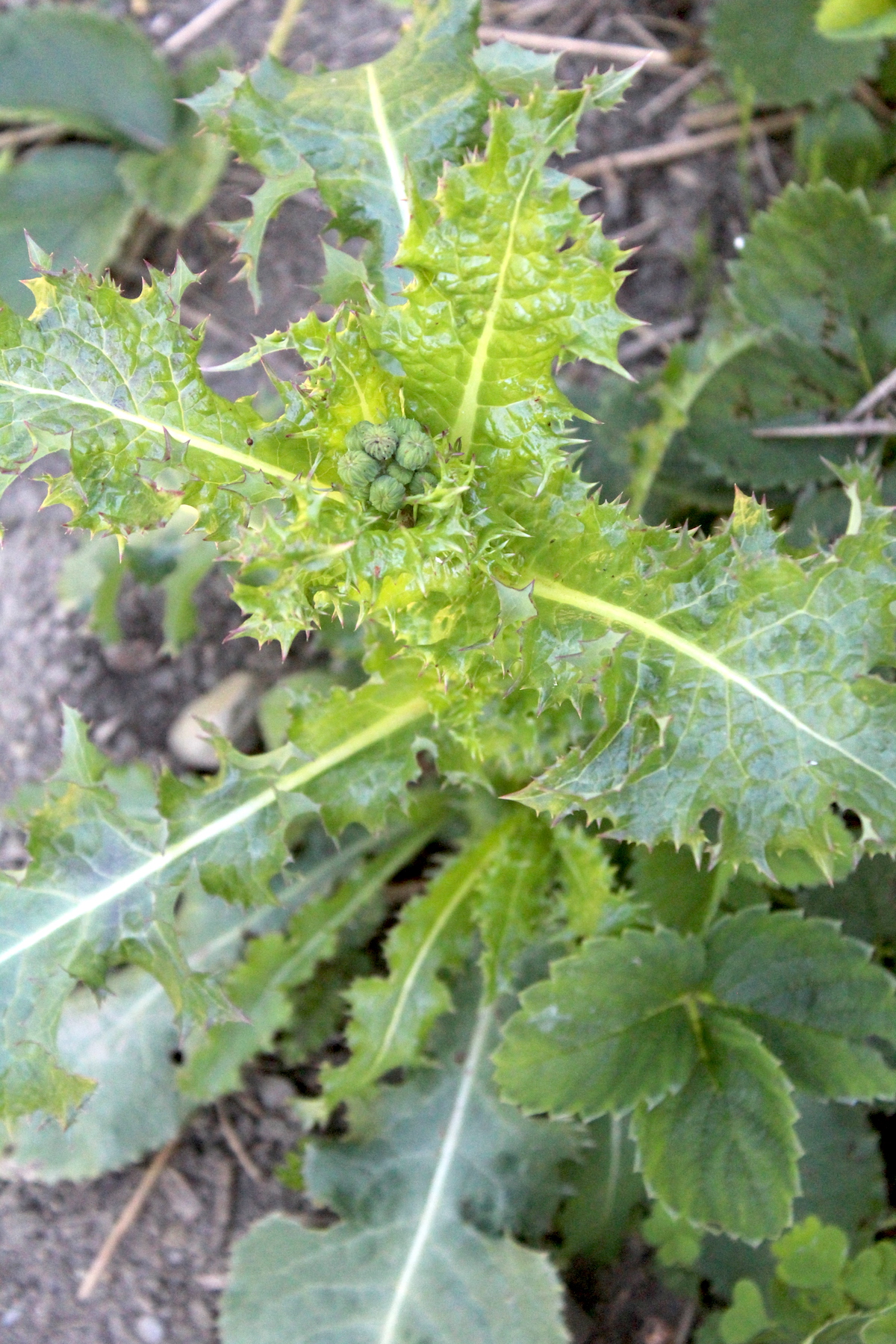 Wild Lettuce Plant