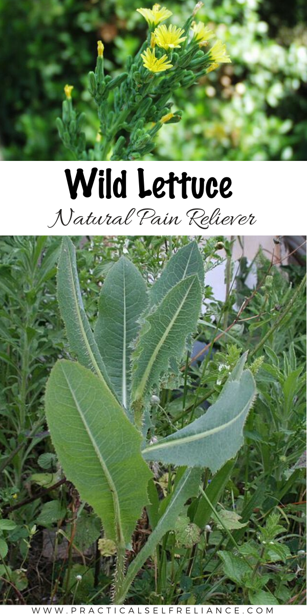 Wild Lettuce for Pain Relief ~ Wild lettuce has been used for millennia as a natural pain reliever, and it was once considered a safer substitute to use in place of opiates.