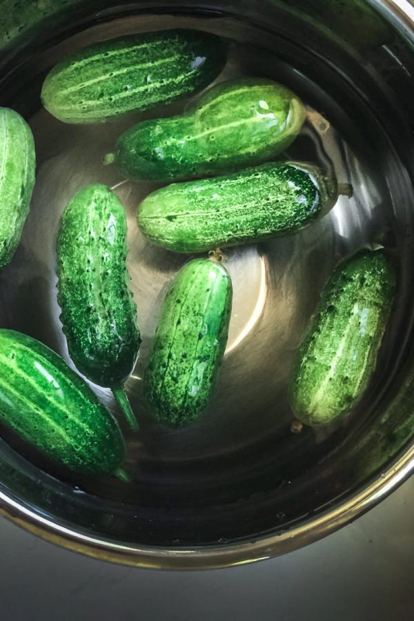 Cucumbers preparing for lacto-fermented pickles