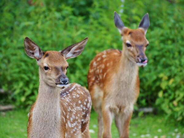 Deer in the garden