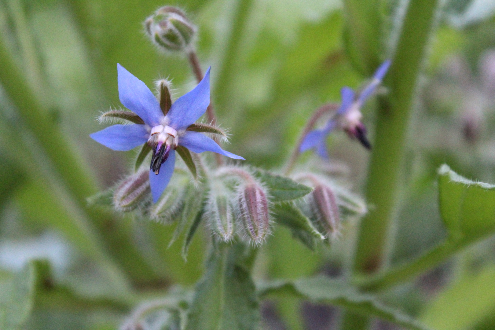 Borage Blossom