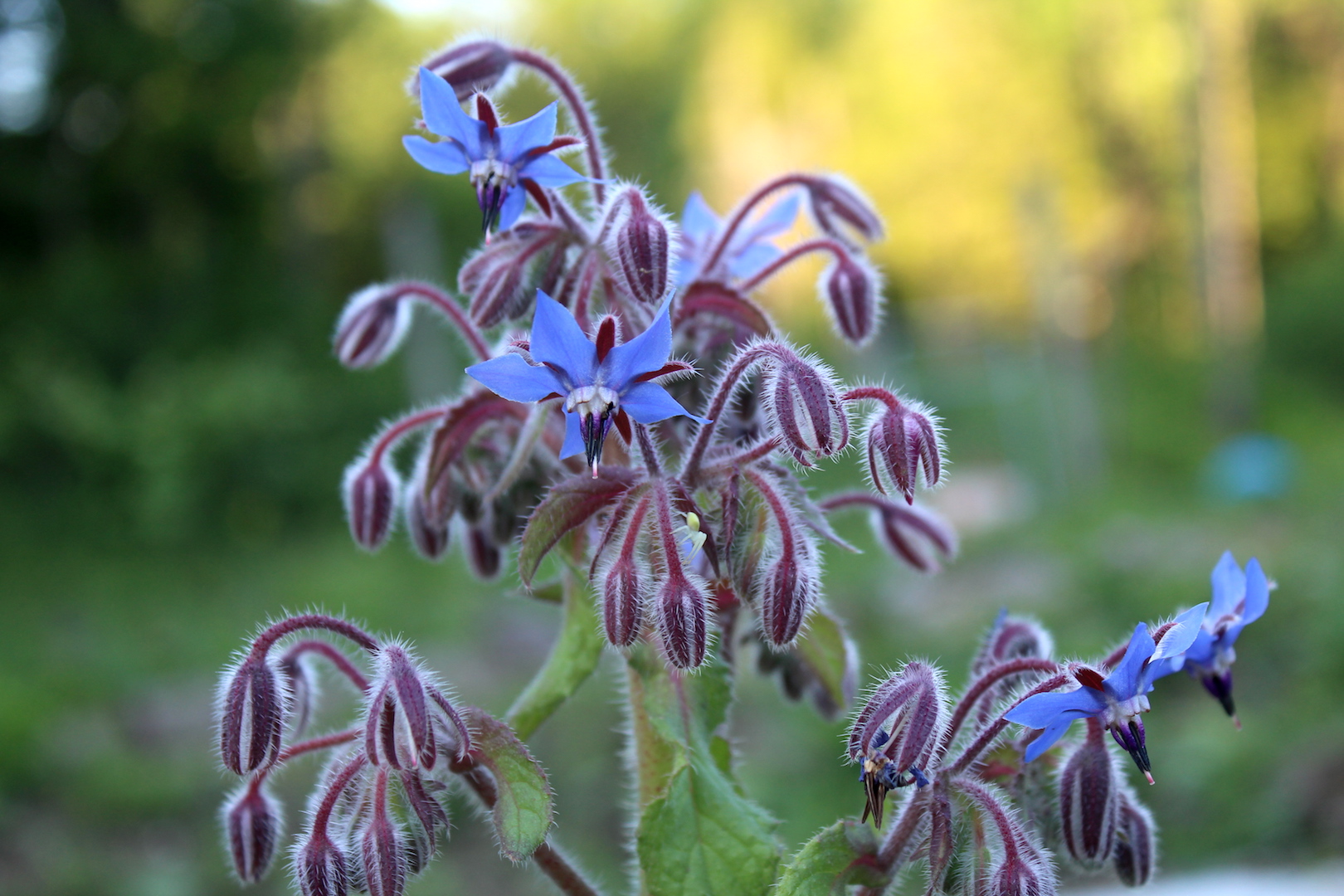 Borage Flower Cluster