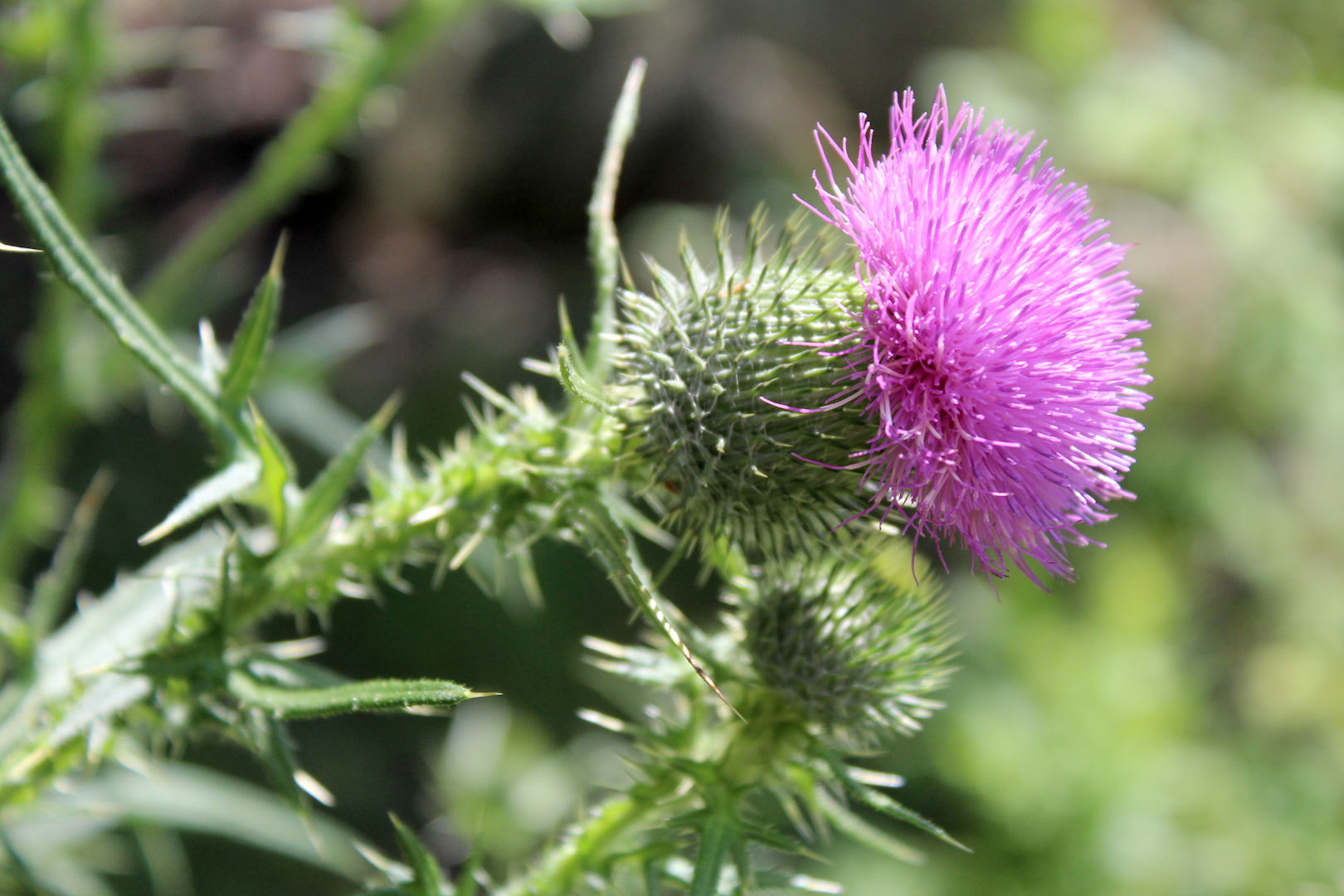 Bull Thistle Blossom
