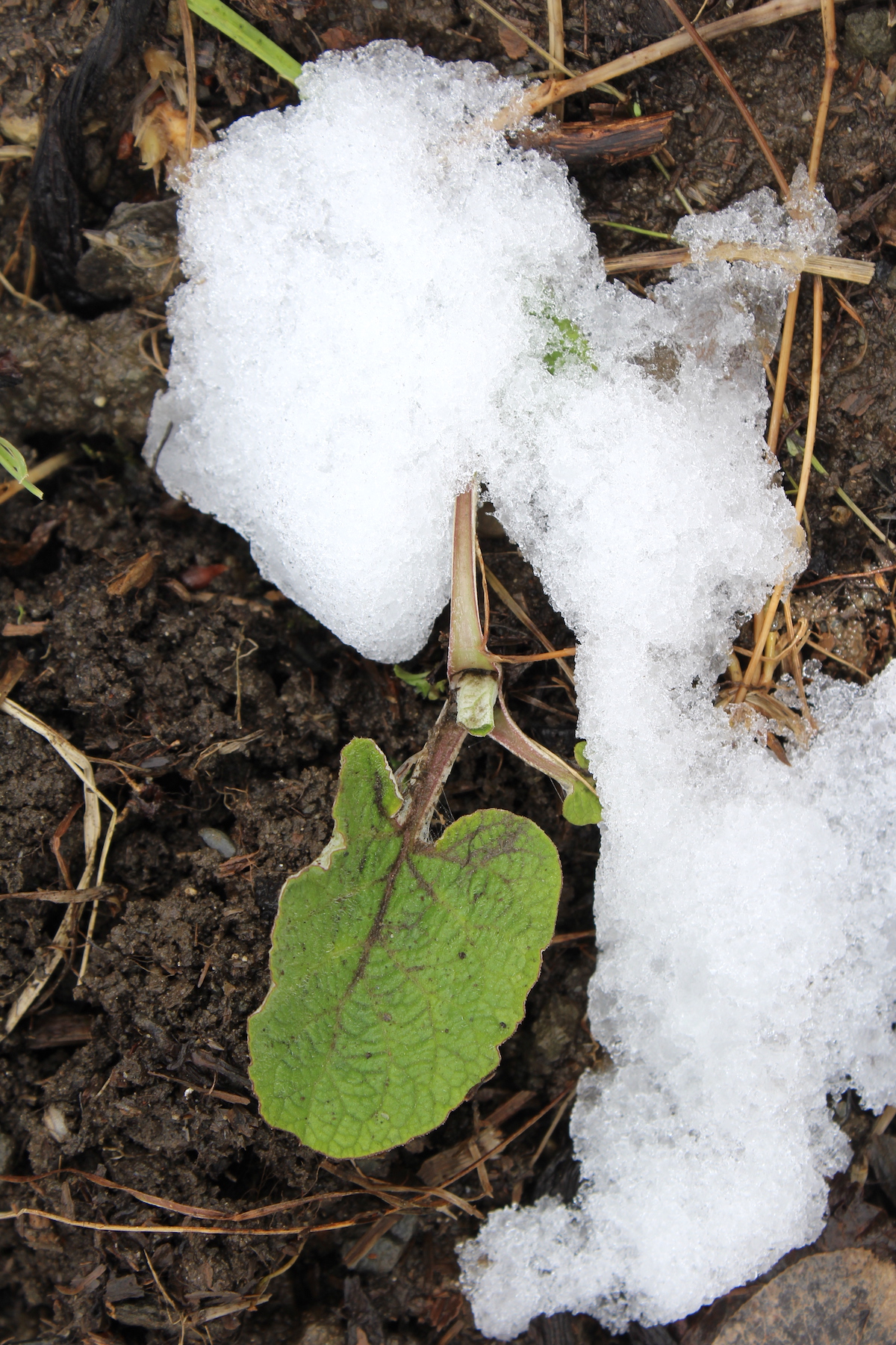 Burdock Sprouting Early Spring