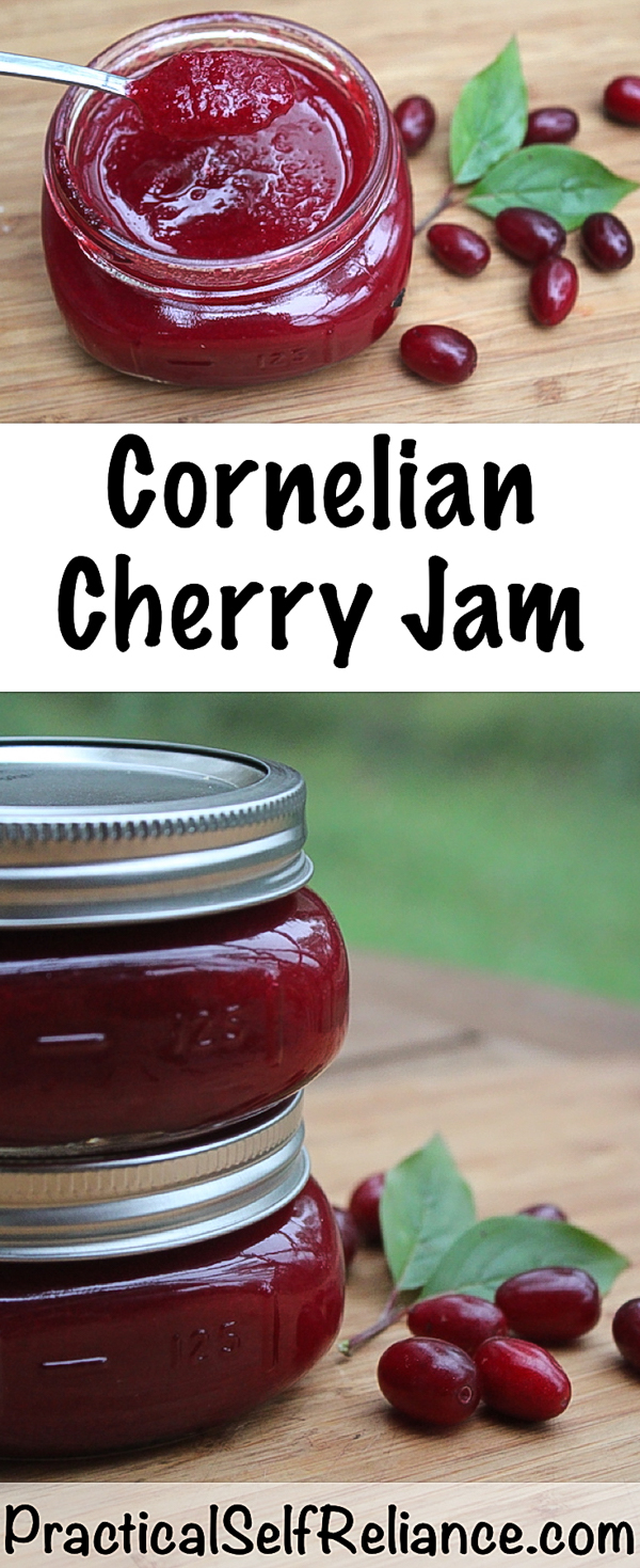 Cornelian Cherry Jam Recipe for Canning ~ Dogwood Cherry Jam #cornelian #cherries #recipes #canning #foodpreservation #jamrecipes #jam #orchard #homesteading #selfsufficiency #growingfood #wildfood #foraging