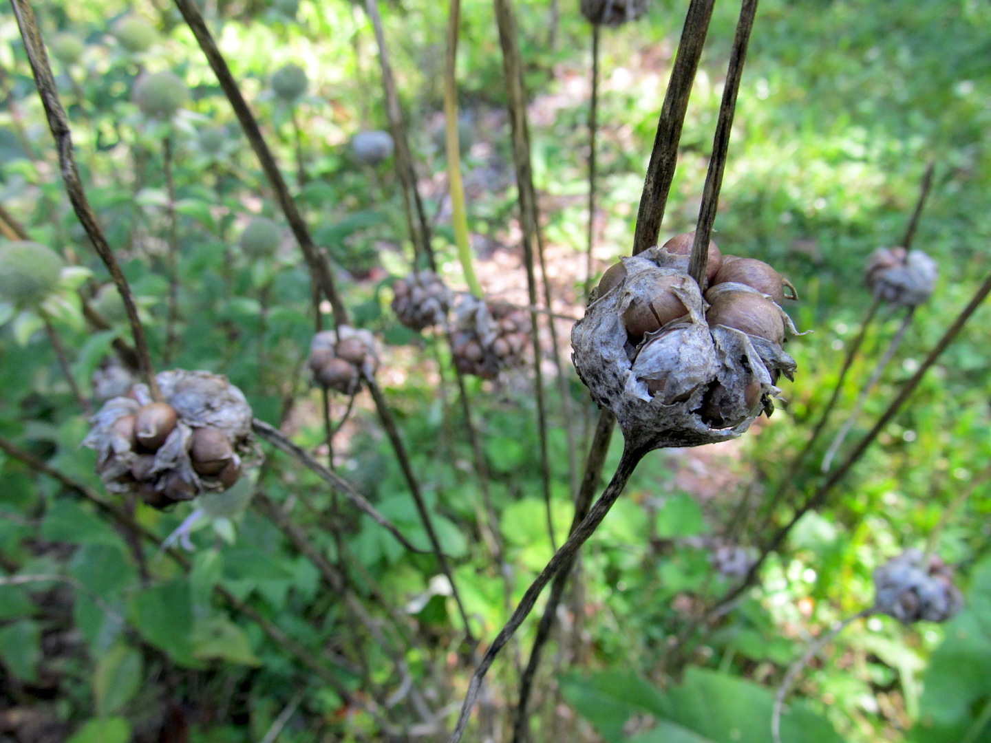 Dried Garlic Bulblets