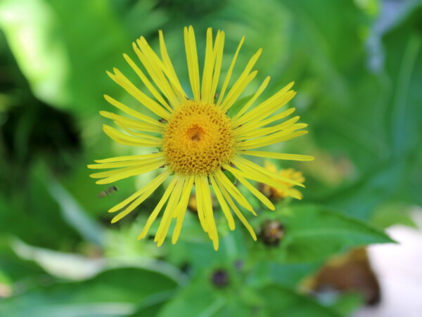 Elecampagne Blossom