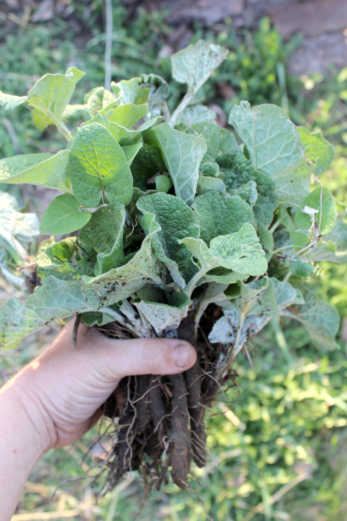 First Year Burdock Roots