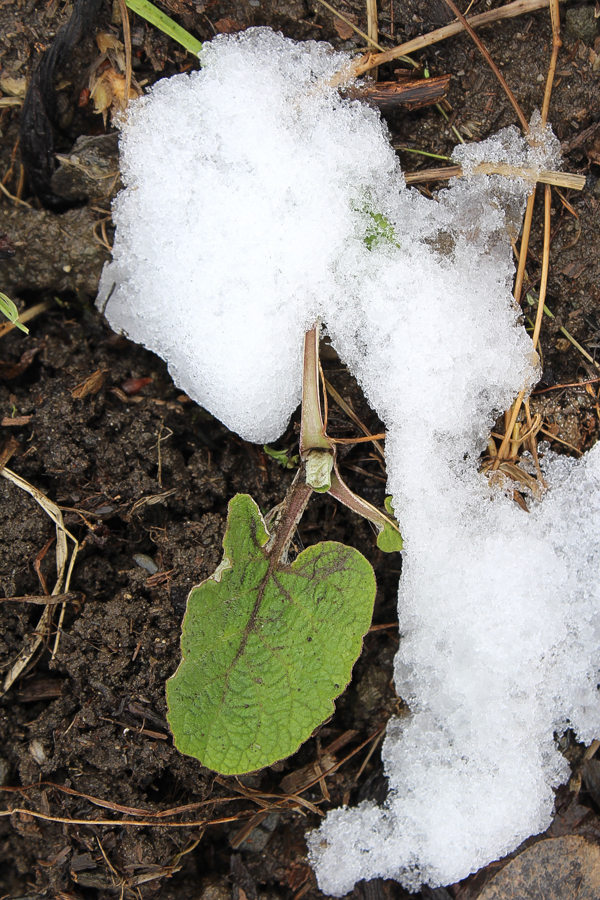 burdock sprouting in early spring