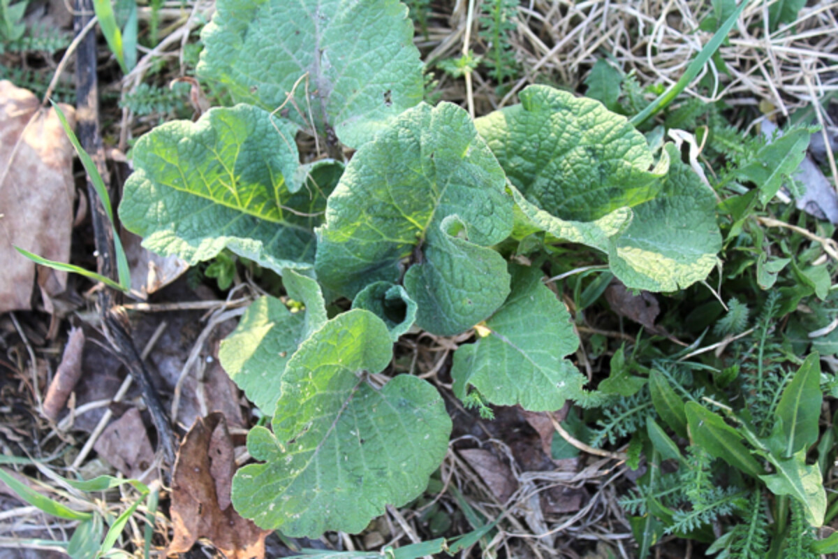 young burdock seedlings