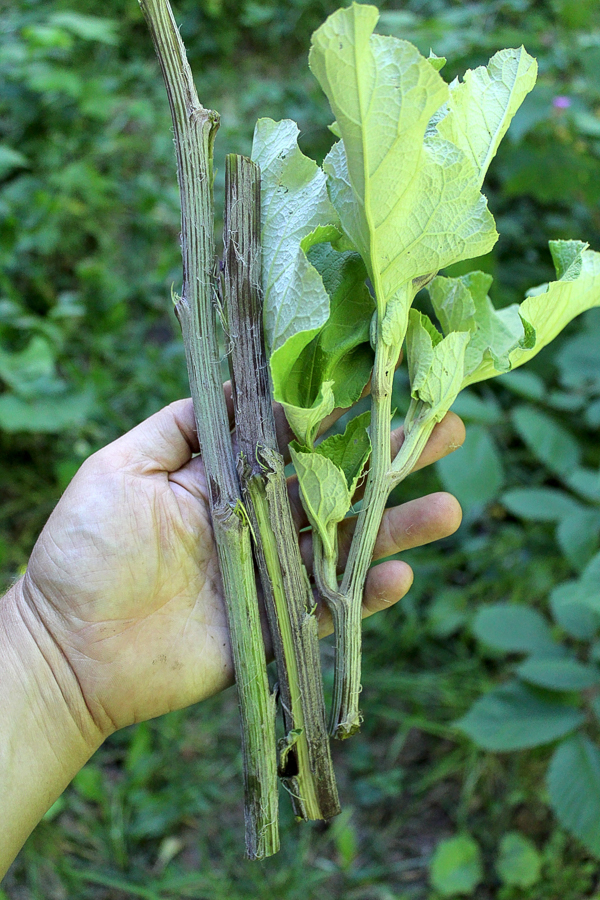 Burdock Stems