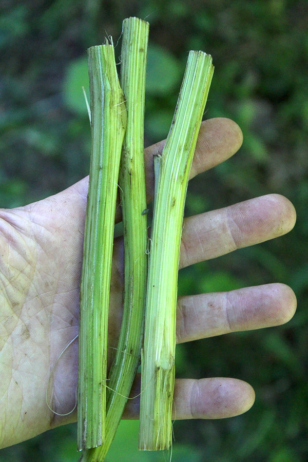 Harvesting Burdock Stems