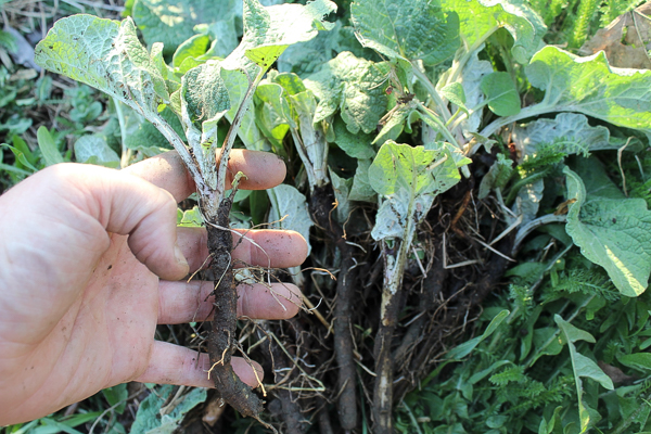 Harvesting Burdock Roots