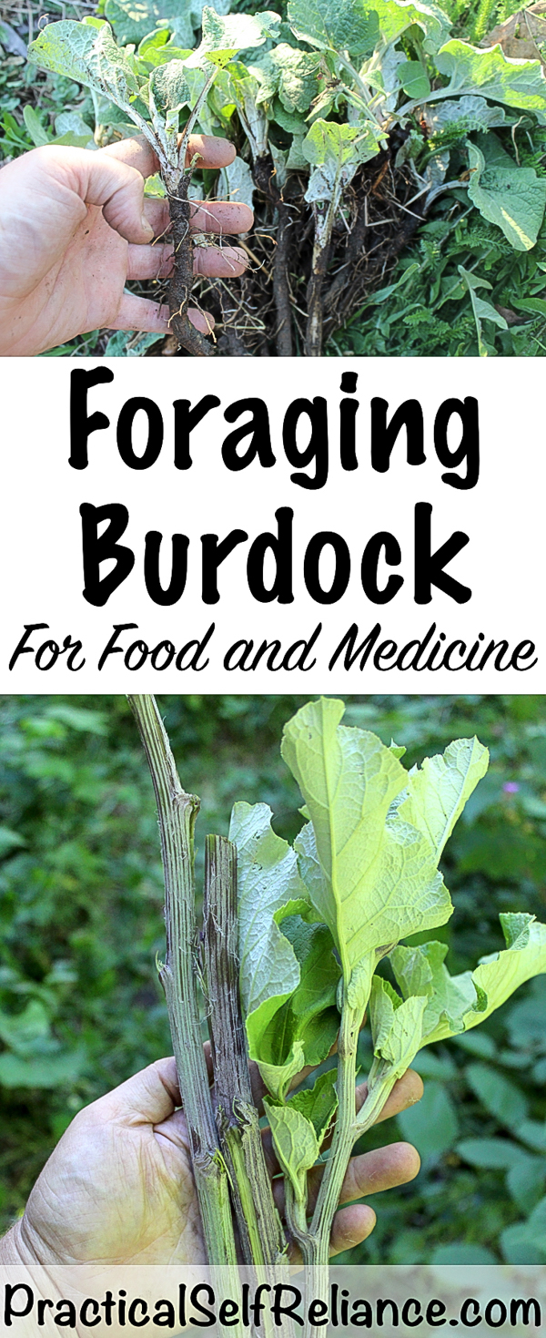 Foraging Burdock for Food and Medicine #foraging #foragedfood #wildcrafting #wildfood #burdock