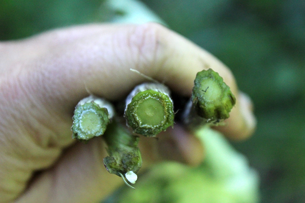 Burdock Stem Cross Section