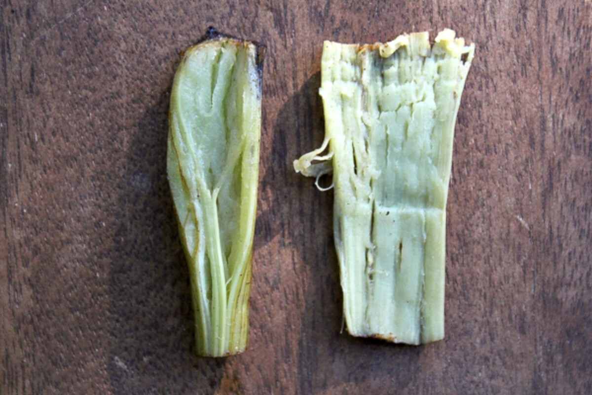 Burdock Stem Interior