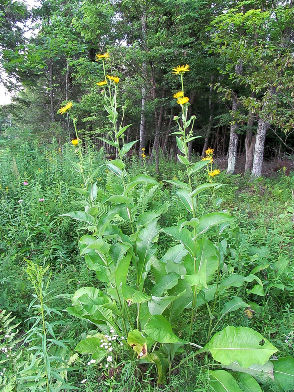 Elecampane plant in Bloom