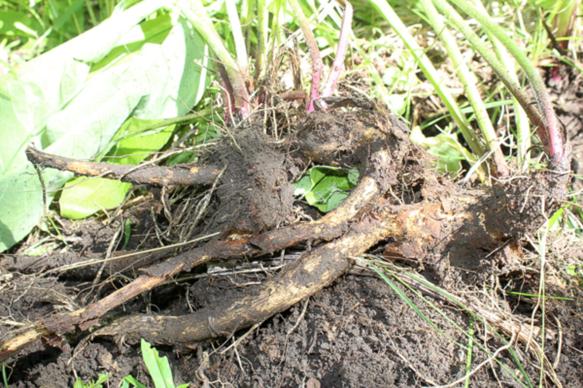 Elecampane Roots