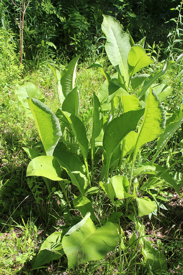 Elecampane Plant