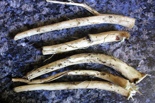 Elecampane Roots Harvested
