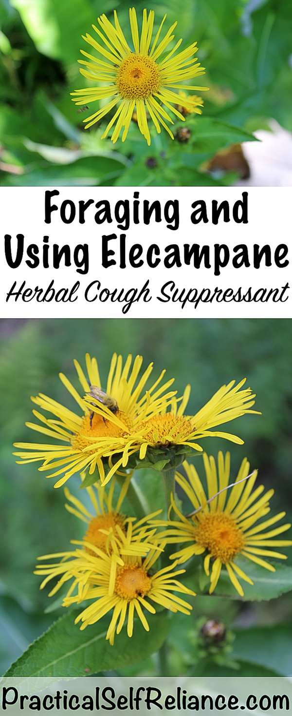 Foraging and Using Elecampane ~ Herbal Cough Medicine #elecampane #herbs #herbalmedicine #coldandflu #coughremedy #herbalism #herbalremediy #foraging #forage