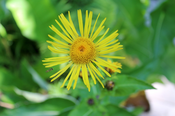 Elecampane Blossom
