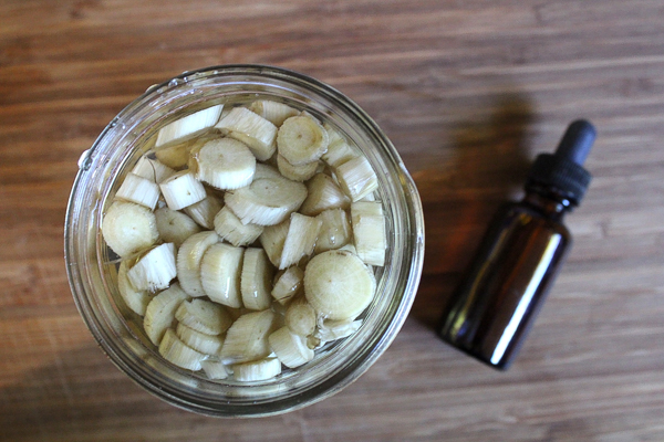 Making Elecampane Tincture