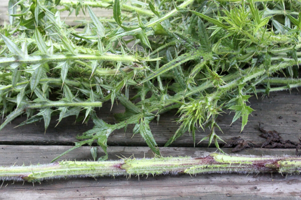 Leaves Removed from Thistle Stalk
