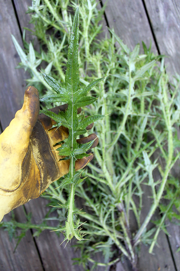 Thistle Leaf